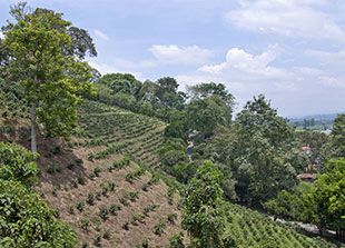 Piping Rock Arturo Rudolfo Colombian Coffee Decaf