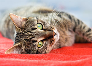 Piping Rock Pet Multivitamins for Dogs & Cats